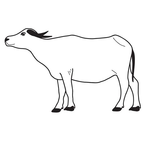 Water buffalo or Thai buffalo vector. Side view. Vector illustration on ...