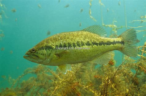 Largemouth Bass | Engbretson Underwater Photography