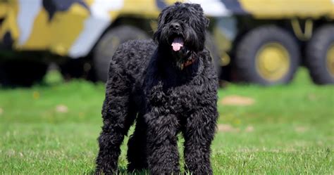 All You Need to Know About Black Russian Terrier - Doglopedix