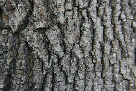 File:Acer rubrum(Bark).JPG