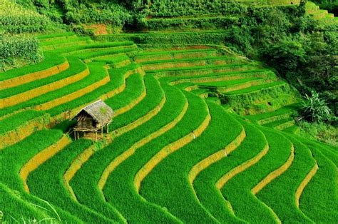 Beautiful Terraced Fields in Vietnam | Vietnam Information - Discover the beauty of Vietnam ...