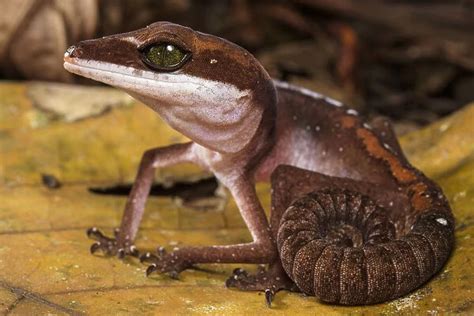 Cat gecko (Aeluroscalabotes felinus) with coiled tail #15315656