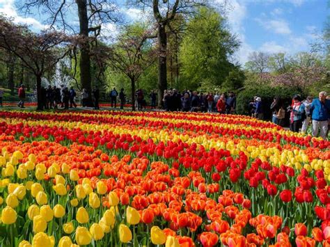 How to Visit Keukenhof Gardens 2020: Guide for the Tulip Season in Holland