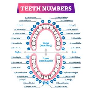 Tooth Chart | Enable Dental, Inc.