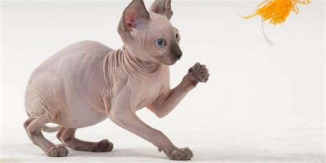 How to take care of a Sphynx Cat | Main Things of Sphynx Cat Care