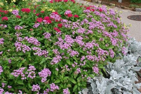 Colorful Pentas Bloom In Summer’s Heat And Humidity | What Grows There :: Hugh Conlon ...