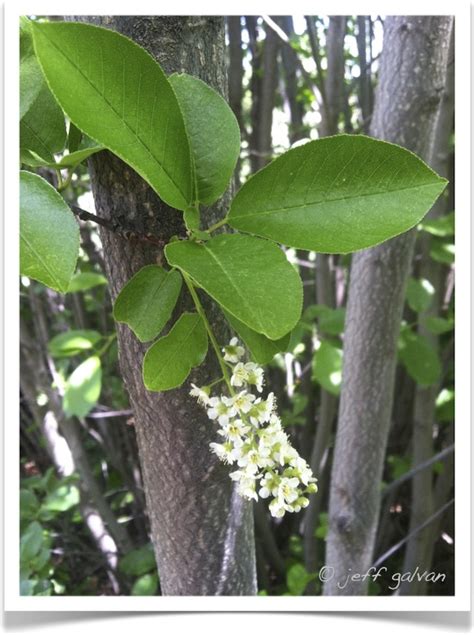 Chokecherry Tree Identification || Identifying Prunus virginiana