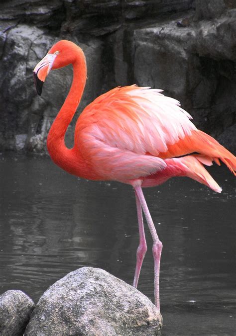 Flamingo Free Photo Download | FreeImages