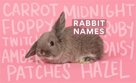 Name Of Baby Bunnies With Small Ears