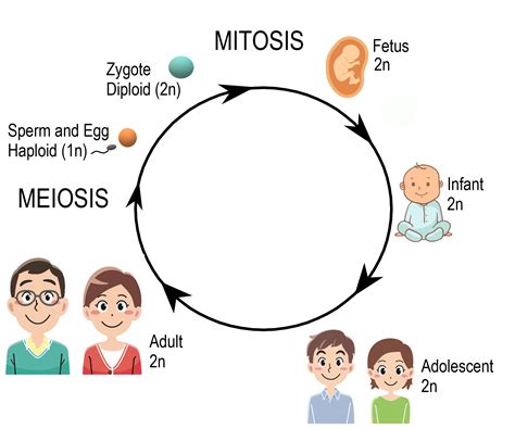 5.12 Sexual Reproduction, Meiosis, and Gametogenesis – Human Biology