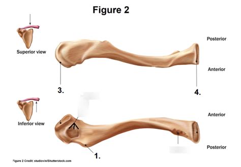 Anatomy and physiology: clavicle Diagram | Quizlet