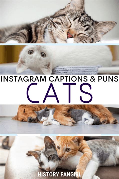 101 Catchy Cat Puns & Kitten Puns for Captions & Statuses - History Fangirl