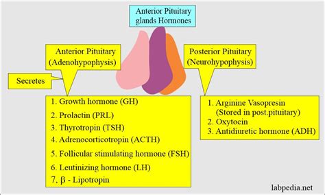 Hypothalamus and Pituitary Gland Hormones - Labpedia.net