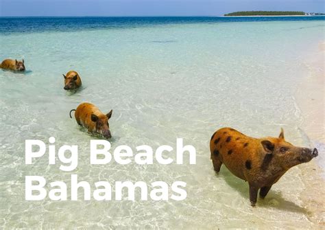 Everything You Need To Know About Pig Beach (BAHAMAS) - TravelPeri