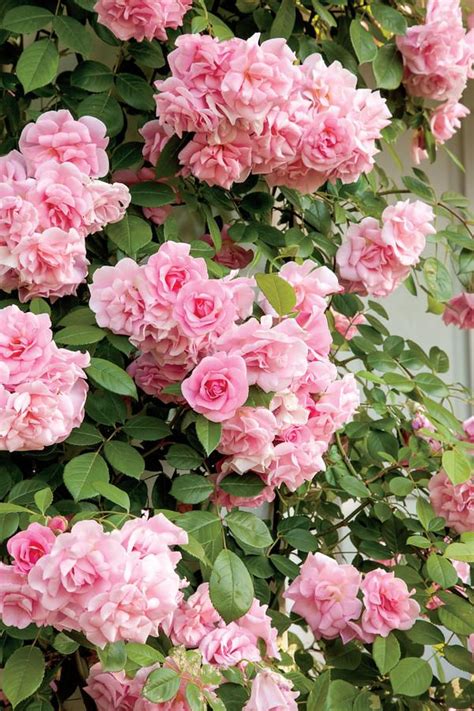 Our Favorite Climbing Roses | Rose garden design, Climbing roses ...