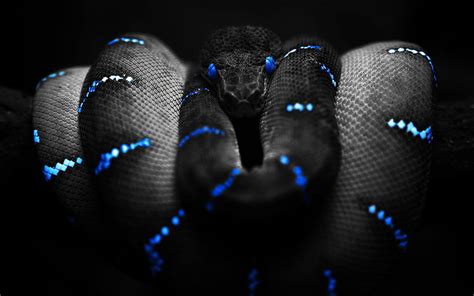 Black Snake, anaconda, coiled, black, gree, nature, blue, reptile ...