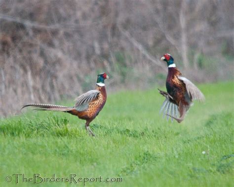 Ring-necked Pheasant | Larry Jordan | Flickr