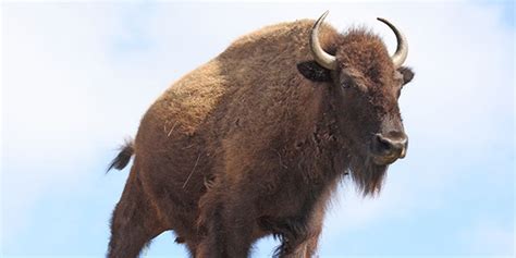 American Bison | National Wildlife Federation