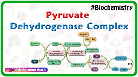 Pyruvate Dehydrogenase Complex Diagram