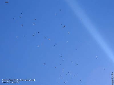 The City Birder: 09/01/2013 - 10/01/2013