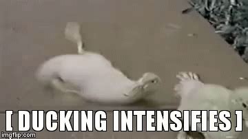 Ducking Intensifies - Ducking GIF - Ducking Ducks Animals - Discover & Share GIFs