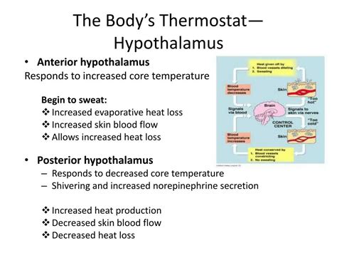 PPT - Temperature Regulation PowerPoint Presentation, free download - ID:2352527