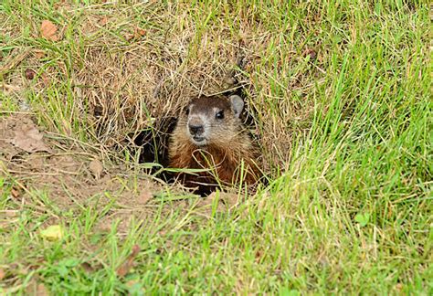 2,500+ Groundhog Burrow Stock Photos, Pictures & Royalty-Free Images ...