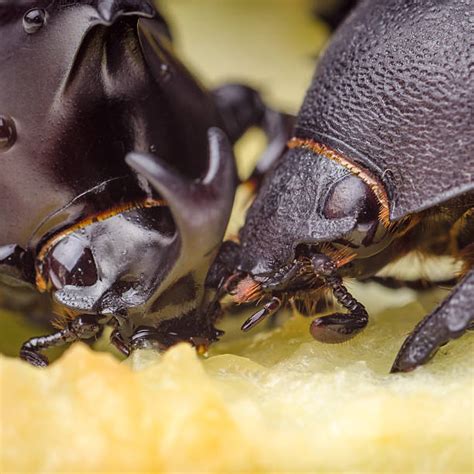 480+ Five Horn Rhino Beetle Photos Stock Photos, Pictures & Royalty ...