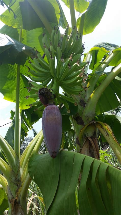 Warisan Petani: Tanaman Pisang 5 : Pokok Pisang Raja Talun.