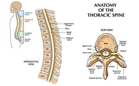 Middle Back Pain | Local Physio