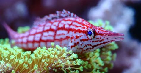 Can Longnose Hawkfish and Cleaner Shrimp Live Together in Same Tank?