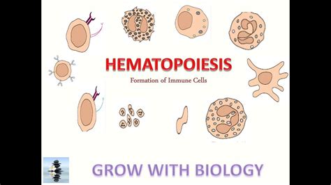 HEMATOPOIESIS: LECTURE 1 IMMUNOLOGY - YouTube