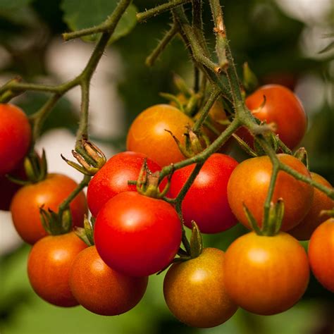 Sweet 100s Cherry Tomato - Davenport Garden Centre