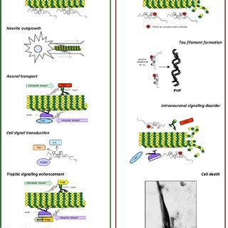 (PDF) Tau Protein Modifications and Interactions: Their Role in Function and Dysfunction