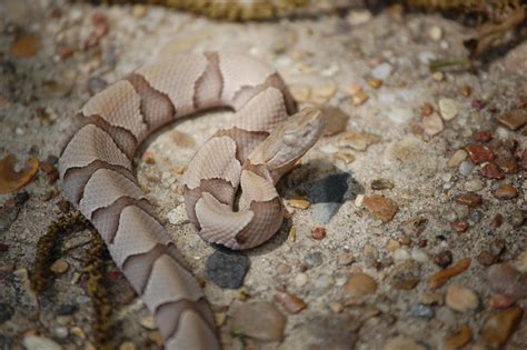 How to Identify a Baby Copperhead Snake (21 Pictures)