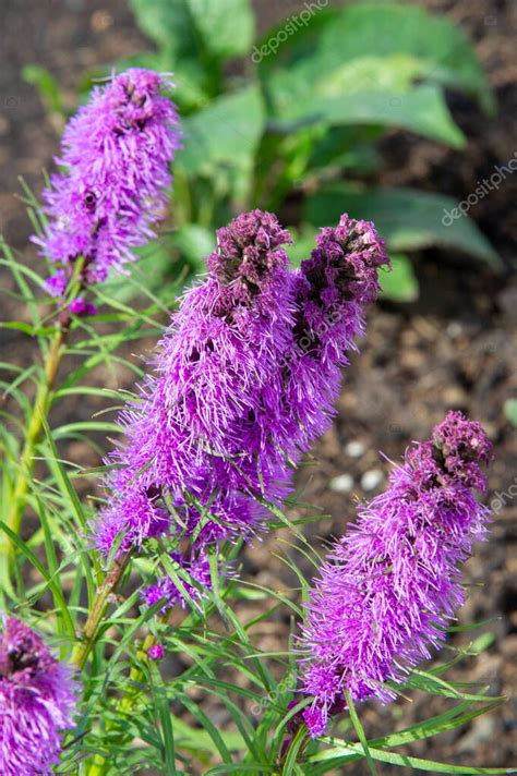 Liatris es originaria de América del Norte (Canadá, Estados Unidos, México y Bahamas). Su nombre ...