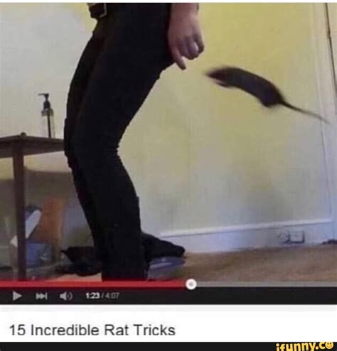 15 Incredible Rat Tricks - iFunny