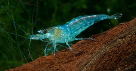 Blue Velvet Shrimp | Fish pet, Pets, Aquatic