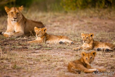 Lioness and three cubs (454F32387) - Nolan Wolff Photography - Nolan Wolff Photography