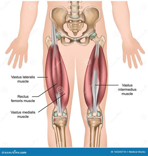 Quad Leg Muscles Anatomy Labeled Diagram, Vector Illustration Fitness ...