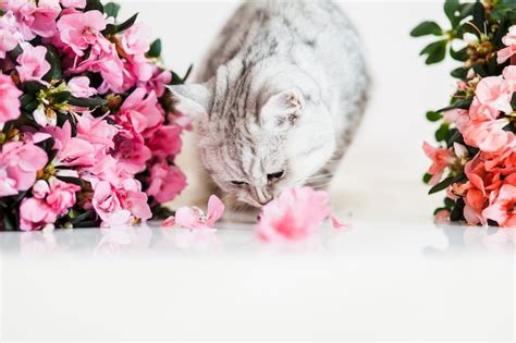 Premium Photo | Beautiful cat playing with flower pots