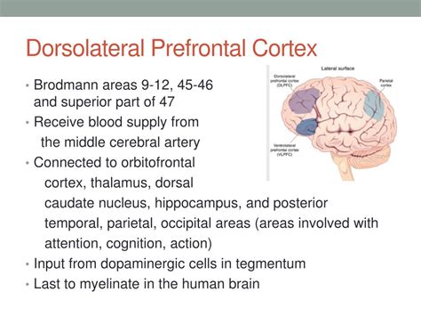 PPT - Prefrontal Cortex PowerPoint Presentation, free download - ID:2259553