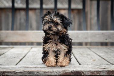 How to Potty Train Morkie Puppies | Cuteness