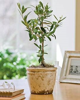 Care Instructions For Indoor Olive Tree - Tree Clipart Free