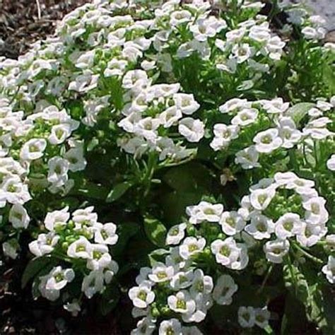 Sweet White Alyssum Flower Seeds/Lobularia | Etsy