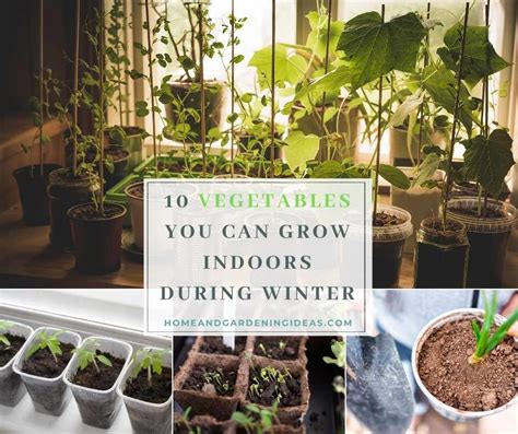 10 Vegetables You Can Grow Indoors During Winter - Home and Gardening Ideas