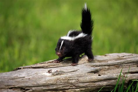 Tiny skunk - Cosmopolitan.com Tiny Baby Animals, Baby Animals Pictures, Animals For Kids, Funny ...