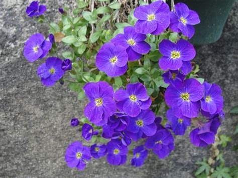 Free Images : flower, blue, aubretia, purple, flowering plant, flora ...