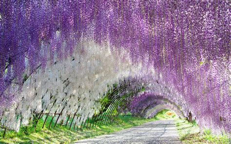 Download Purple Flower White Flower Tunnel Flower Nature Wisteria HD ...