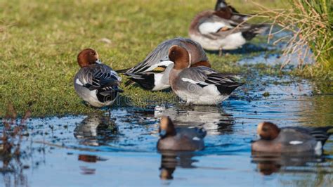 Birds - Eurasian Wigeon, Mareca Penelope Stock Image - Image of feathers, habitat: 205160109